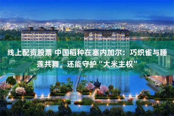 线上配资股票 中国稻种在塞内加尔:巧织雀与睡莲共舞,还能守护“大米主权”