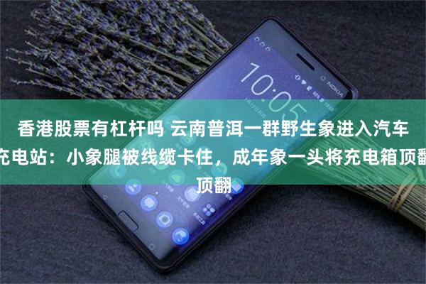 香港股票有杠杆吗 云南普洱一群野生象进入汽车充电站：小象腿被线缆卡住，成年象一头将充电箱顶翻